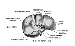 сайты где можно заработать